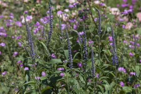 Veronica spicata 'Rosa Zwerg' - P11 - image 1