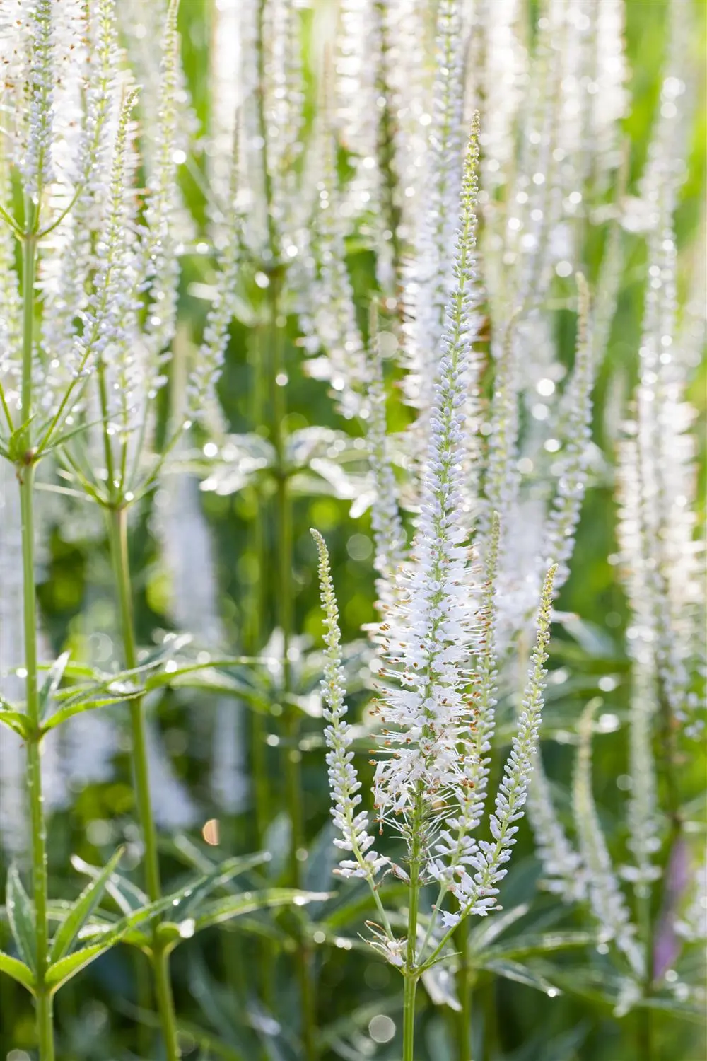veronicastrum-virg-album-2-ltr-pot
