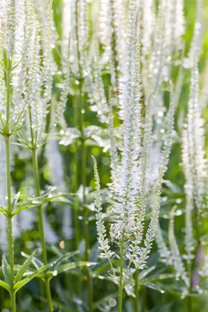 Veronicastrum virg. 'Album' - 2.5 Ltr pot - image 1