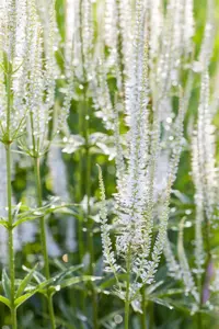 Veronicastrum virg. 'Album' - 2.5 Ltr pot - image 1