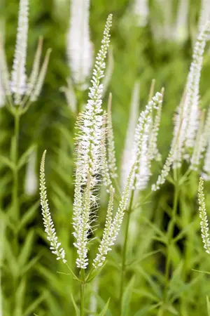 Veronicastrum virg. 'Album' - P11 - image 2
