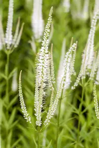 Veronicastrum virg. 'Album' - P11 - image 2