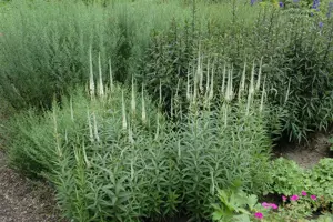 Veronicastrum virg. 'Album' - 2.5 Ltr pot - image 4