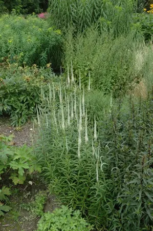 Veronicastrum virg. 'Album' - 2.5 Ltr pot - image 3