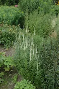 Veronicastrum virg. 'Album' - P11 - image 3