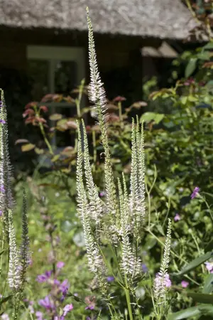 Veronicastrum virg. 'Apollo' - 2.5 Ltr pot - image 2
