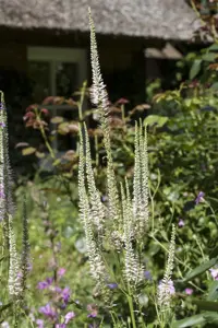 Veronicastrum virg. 'Apollo' - 2.5 Ltr pot - image 2