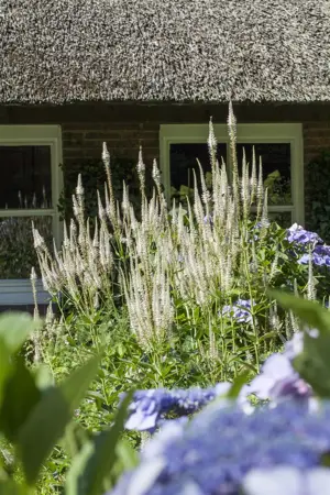 Veronicastrum virg. 'Apollo' - 2.5 Ltr pot - image 3