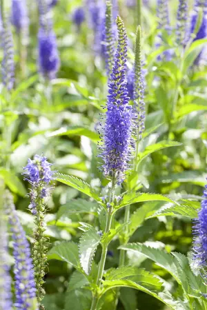 Veronicastrum virg. 'Apollo' - 2 Ltr pot - image 1