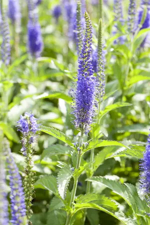 Veronicastrum virg. 'Apollo' - P11 - image 1