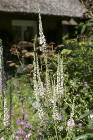 Veronicastrum virg. 'Apollo' - P11 - image 2