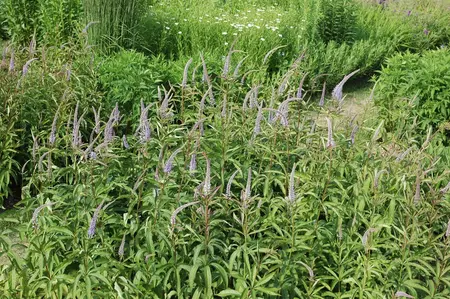 Veronicastrum virg. 'Apollo' - P11 - image 4