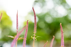 Veronicastrum virg. 'Cupid' - P9