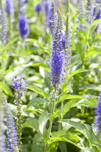 Veronicastrum virg. 'Red Arrow' - 2 Ltr pot - image 1