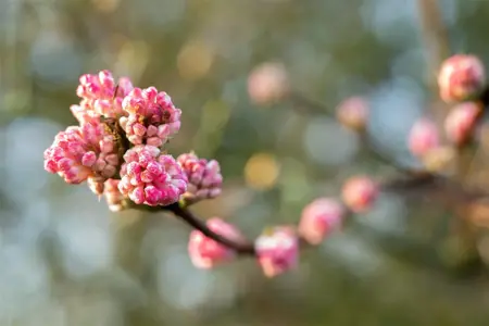 Viburnum bodn. 'Charles Lamont' - 100-125 CM C25 - image 3