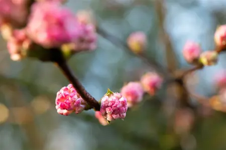 Viburnum bodn. 'Charles Lamont' - 25-30 CM C3 - image 4