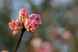Viburnum bodn. 'Charles Lamont' - 25-30 CM C3 - image 5