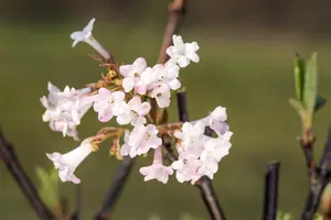 Viburnum bodn. 'Charles Lamont' - 30-40 CM C3 - image 1