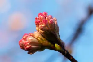 Viburnum bodn. 'Charles Lamont' - 30-40 CM C3 - image 5