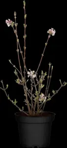 Viburnum bodn. 'Charles Lamont' - 100-125 CM C10 - image 1