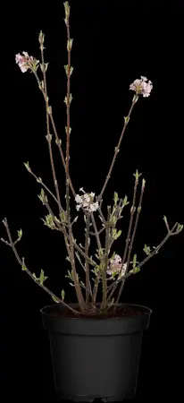 Viburnum bodn. 'Charles Lamont' - 1/2 STDS C10 - image 1