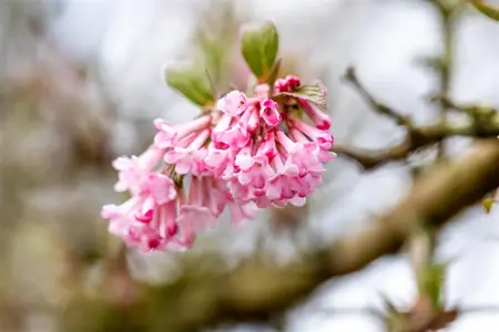 Viburnum bodn. 'Dawn' - 60-80 CM C3 - image 4