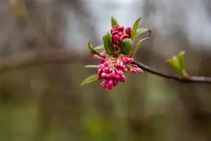 Viburnum bodn. 'Dawn' - 50-60 CM C2.5 - image 3