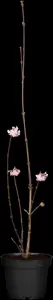 Viburnum bodn. 'Dawn' - 100-125 CM C15 - image 4