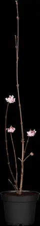 Viburnum bodn. 'Dawn' - 50-60 CM C2.5 - image 1