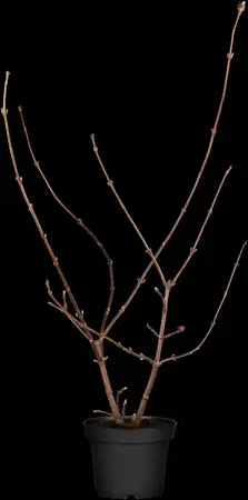 Viburnum bodn. 'Dawn' - 40-50 CM C3 - image 2