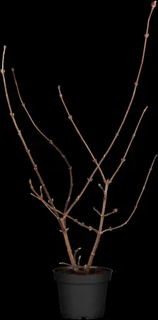 Viburnum bodn. 'Dawn' - 50-60 CM C2.5 - image 2
