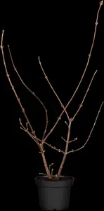 Viburnum bodn. 'Dawn' - 50-60 CM C2.5 - image 2