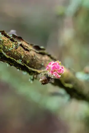 Viburnum bodn. 'Deben' - P9 - image 1