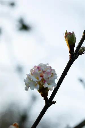Viburnum bodn. 'Deben' - P9 - image 2