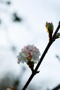 Viburnum bodn. 'Deben' - P9 - image 2