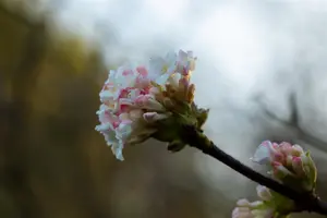 Viburnum bodn. 'Deben' - P9 - image 3