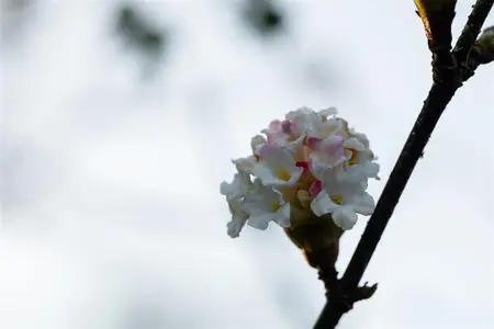 Viburnum bodn. 'Deben' - P9 - image 4