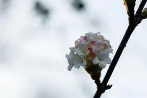 Viburnum bodn. 'Deben' - P9 - image 4