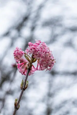 Viburnum bodnantense - 125-150 CM C15 - image 3