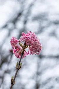 Viburnum bodnantense - 125-150 CM C15 - image 3
