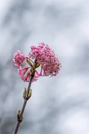 Viburnum bodnantense - 125-150 CM C15 - image 4