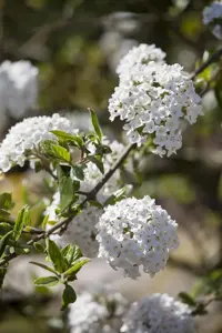 Viburnum burkw. 'Anne Russell' - 3 Ltr pot - image 5
