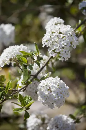Viburnum burkw. 'Anne Russell' - 60-80 CM C10 - image 1