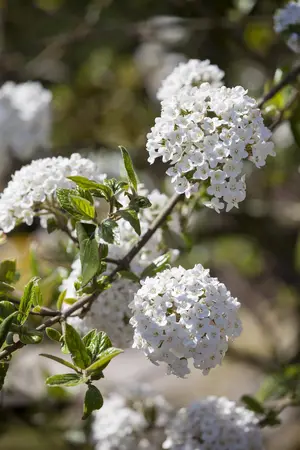 Viburnum burkw. 'Anne Russell' - 10 Ltr pot - image 1