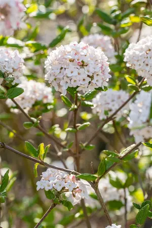 Viburnum burkw. 'Anne Russell' - 60-80 CM RB - image 5