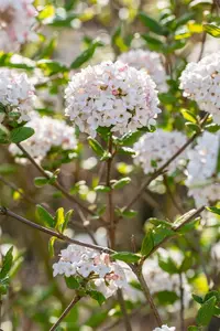 Viburnum burkw. 'Anne Russell' - 60-80 CM RB - image 5
