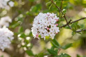 Viburnum burkw. 'Anne Russell' - 3 Ltr pot - image 4