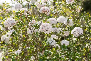 Viburnum burkw. 'Anne Russell' - 80-90 CM C12 - image 2