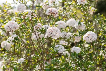 Viburnum burkw. 'Anne Russell' - 80-100 CM C20 - image 2