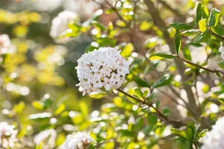 Viburnum burkw. 'Anne Russell' - 80-100 CM C20 - image 5